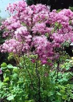 Семена цветов василистник водосборолистный