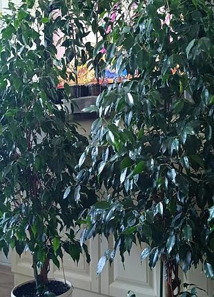 Фікус бенджаміна 130 см