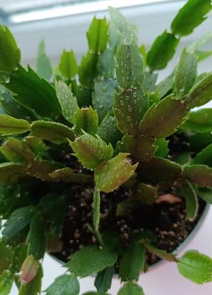 Рождественник- різдвяннік