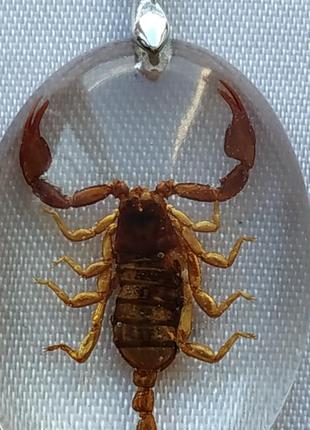 Скорпион кулон на цепочке, настоящий скорпион кулон, подарок скорпиону