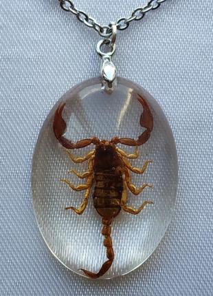 Скорпион кулон на цепочке, настоящий скорпион кулон, подарок скорпиону