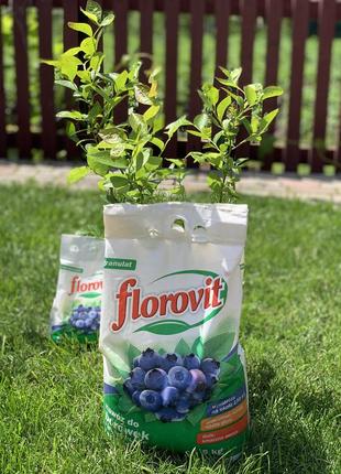 Флоровіт (florovit) — добриво для чорниці (лохини) 5 кг