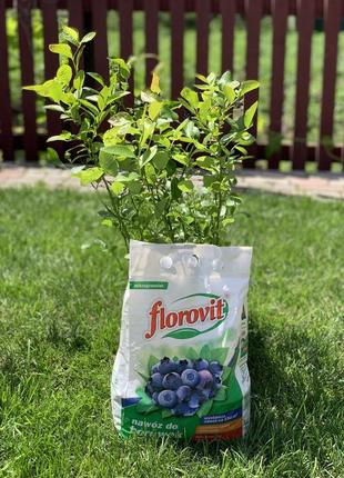 Флоровіт florovit добриво для чорниці (лохини) 3 кг