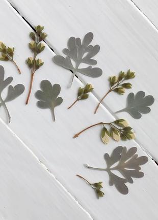 Набор из веточек жасмина и листьев артемизии