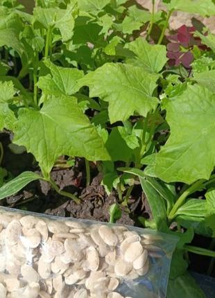 Люфа семена мочалки 5штук luffa органическая мочалка. домашние семена