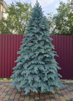 Лита ялинка ковалевська 2.50 м блакитна