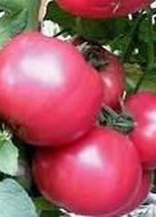 Семена томата розовый слон