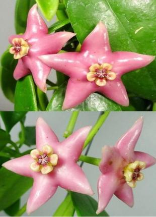 Хойя coronaria pink, хойя коронарія пінк, вкорінений черенок, рослина в горщику
