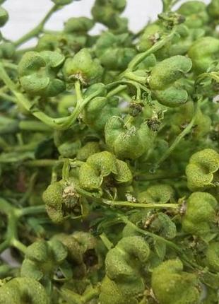 Рута душистая, сухоцвет натуральный, 10 веток