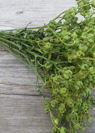 Рута душистая, сухоцвет натуральный, 10 веток