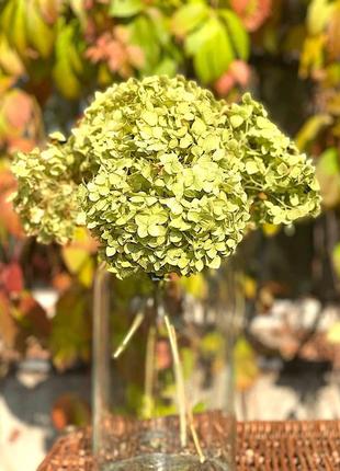 Декоративный букет из сухой зеленой гортензии, 5 веточек