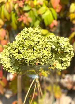 Декоративный букет из сухой зеленой гортензии, 5 веточек