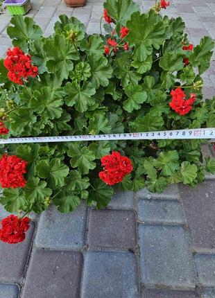 Пеларгонія герань розебудна червона дорослий кущ завширшки 60 см