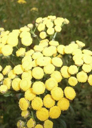 Семена "пижма обыкновенная"