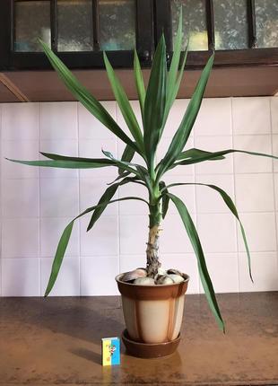 Растение комнатное юкка yucca дерево пальма h-84см вазон