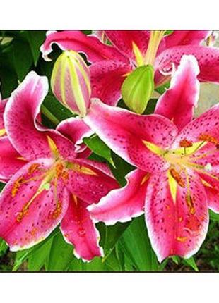 Алмазна мозаїка "прекрасні лілії", 30х40 см