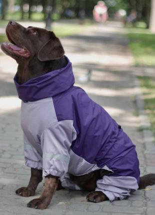 Дощовик комбінезон для великих собак крупних порід плащівка зі змійкою на спині фіолет з сірим