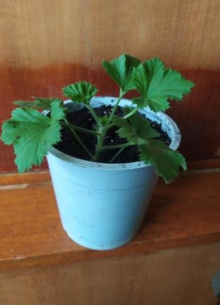 Паростки королівської пеларгоніі