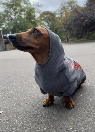Выкройка худи для вашей собаки.