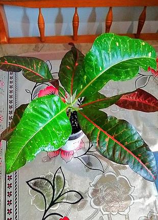 Кротон дункан  duncan makaw ( yellow nervia) та інші  колекційні, домашні 5
