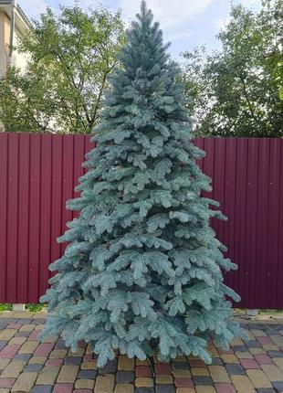 Лита ялинка ковалівська 2.30 м. блакитна / лита ялинка / смерека