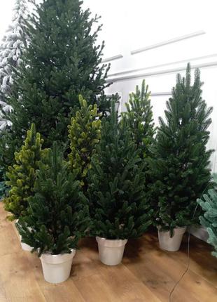 Ялинка лита "віденська" зелена в горщику 1,1м преміум якість 110 см пишна