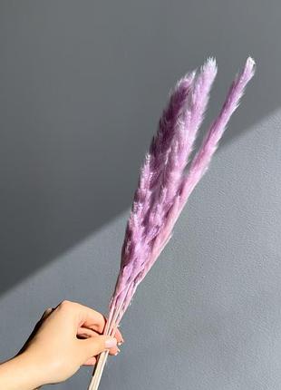 Міні-пампас сухоцвіти для декору рожевий фіолетовий синій бузковий