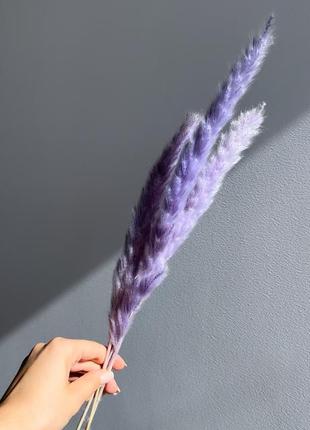 Міні-пампас сухоцвіти для декору рожевий фіолетовий синій бузковий