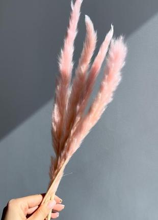 Міні-пампас сухоцвіти для декору рожевий фіолетовий синій бузковий