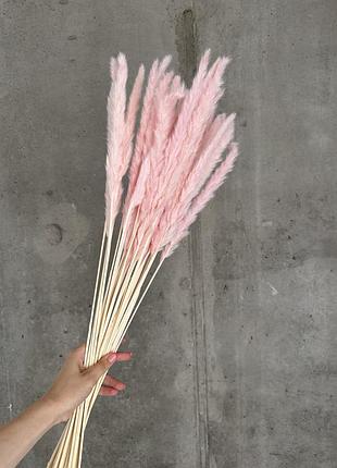 Міні-пампас сухоцвіти для декору рожевий фіолетовий синій бузковий