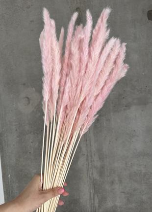 Міні-пампас сухоцвіти для декору рожевий фіолетовий синій бузковий