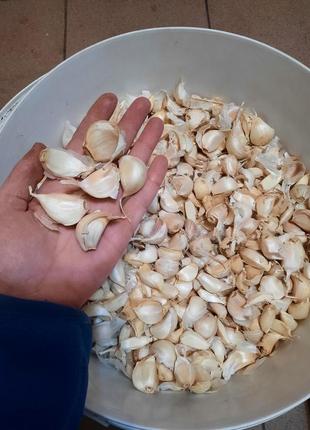 Чеснок посадочный