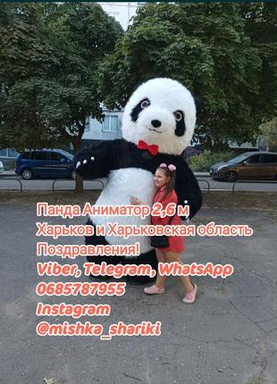 Поздравление от панды в харькове и области. высота 2,6 метра .