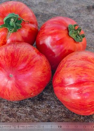 Семена томат большой вождь полосатый, big chief stripes 5 шт/уп