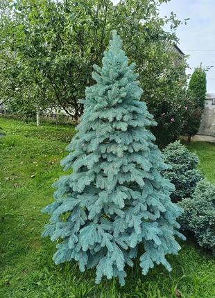 Лита ялинка елітна 1.80 м. блакитна