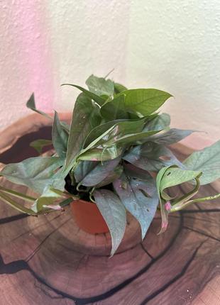 Епіпремнум, epipremnum cebu blue 3