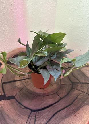 Епіпремнум, epipremnum cebu blue 4