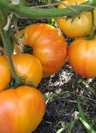 Семена коллекционных томатов, клубней сортового картофеля, минимальный заказ от 100 грн.