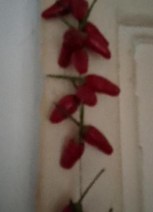 Перец чили очень острый  2-3см 
высылаю 2