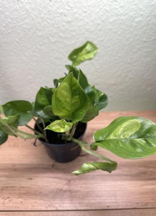 Эпипремнум глобал грен, epipremnum global green, 2