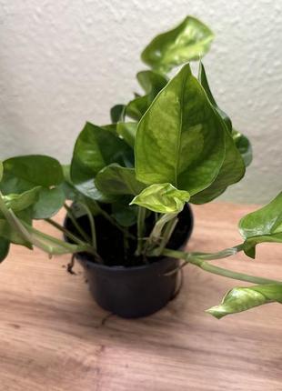 Эпипремнум глобал грен, epipremnum global green, 4