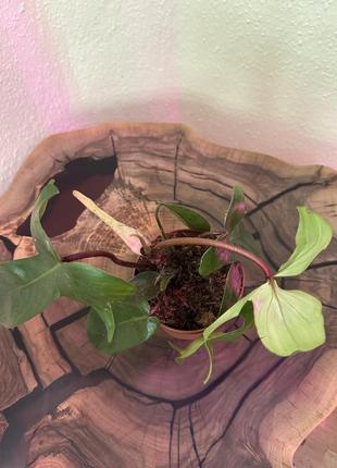 Филодендрон флорида грен, philodendron florida green