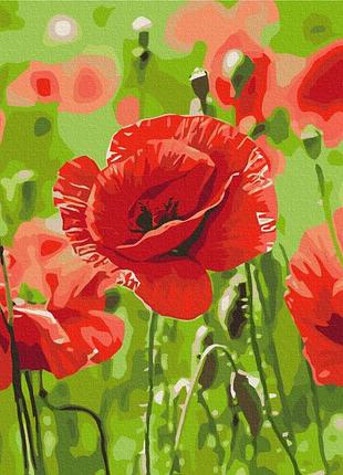 Преміум картина за номерами brushme 40x50см "червоні маки" pbs53703