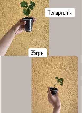 Пеларгонія саджанці