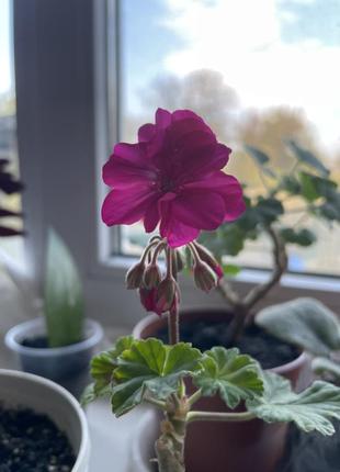 Пеларгонія