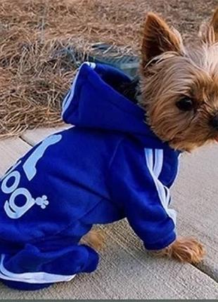 Комбенвзон на песика