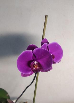 Фаленопсис орхидея детка на пне