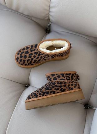 Натуральні замшеві леопардові короткі уггі на високій підошві