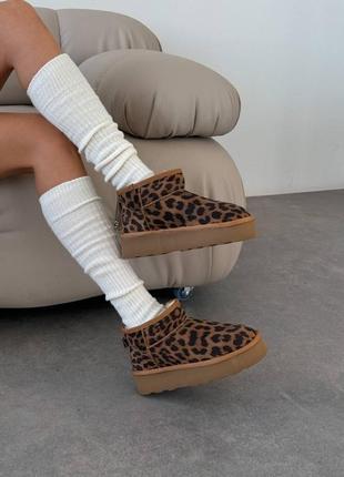 Натуральні замшеві леопардові короткі уггі на високій підошві