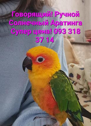 Аратинга солнечный ручной разговаривает